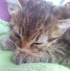 Vrei sa adopti un pisic ?